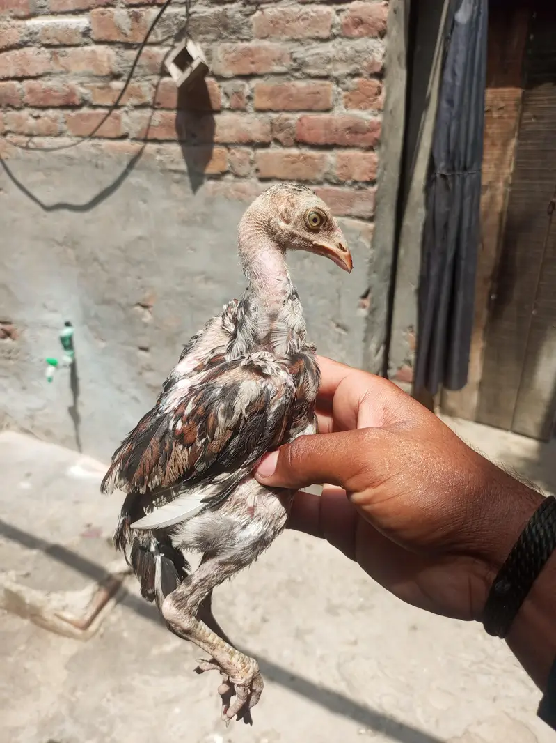 saifabad Faisalabad — photo 7