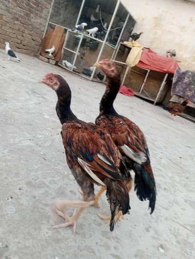 Aseel hen 1 mout Sy murgy taq