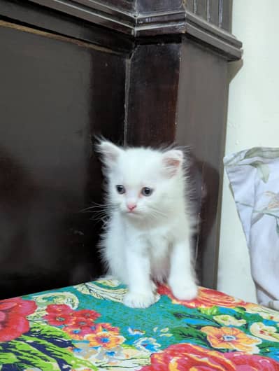 Persian kittens