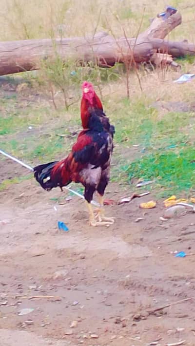 Aseel Sindhi Murga