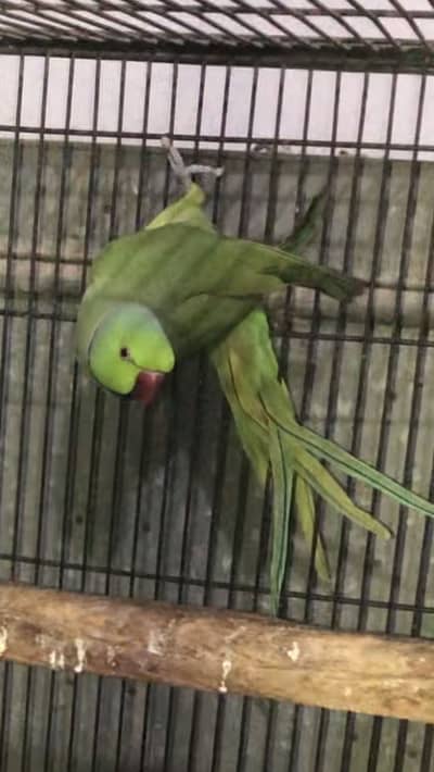 Green Parrot Male Read Ad first