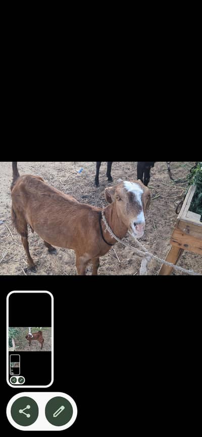 brown chambi Ake chambay male bachey key sath