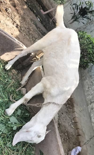 Goat For Sale //03138750524//
