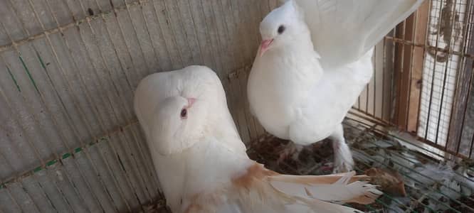 lakka kabutar English fantail