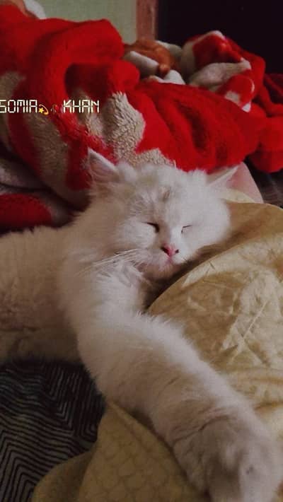 white triple coated female