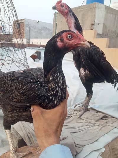 pure black mushka madipra normal hight and madi