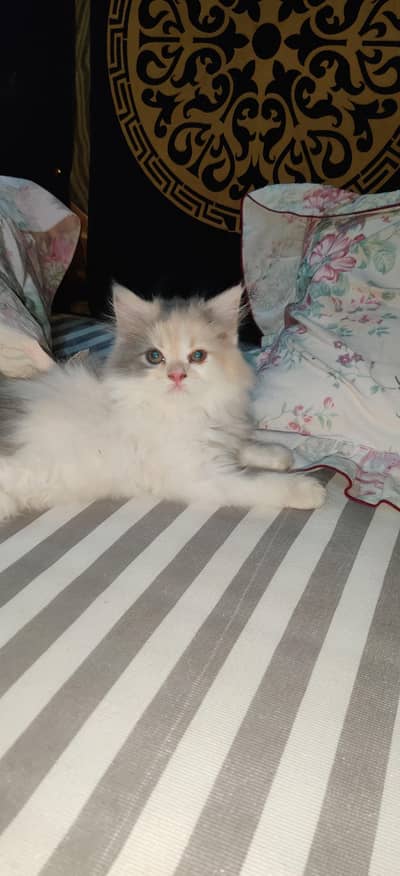 persian tripple coat (long) kittens for sale