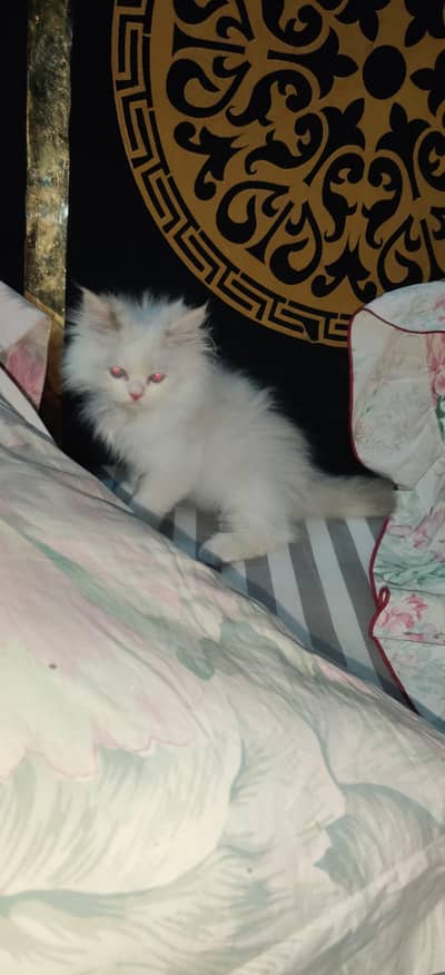 persian tripple coat (long) kitten for sale