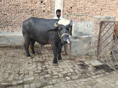 Buffalo Breeder neeli Ravi for sale
