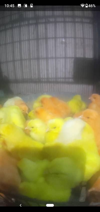 shever chicks hens bays