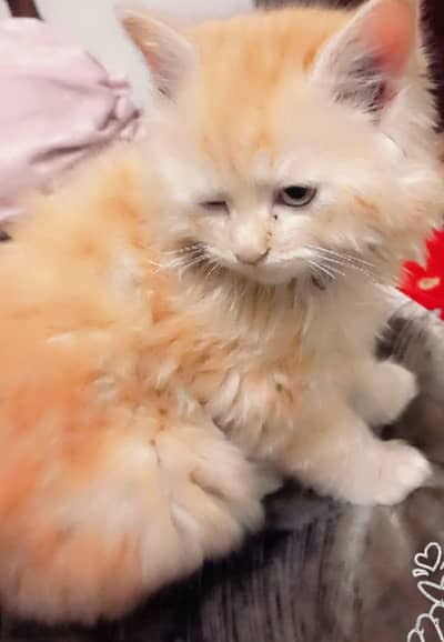 cats three