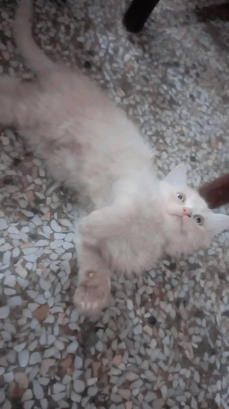 cats three — photo 4