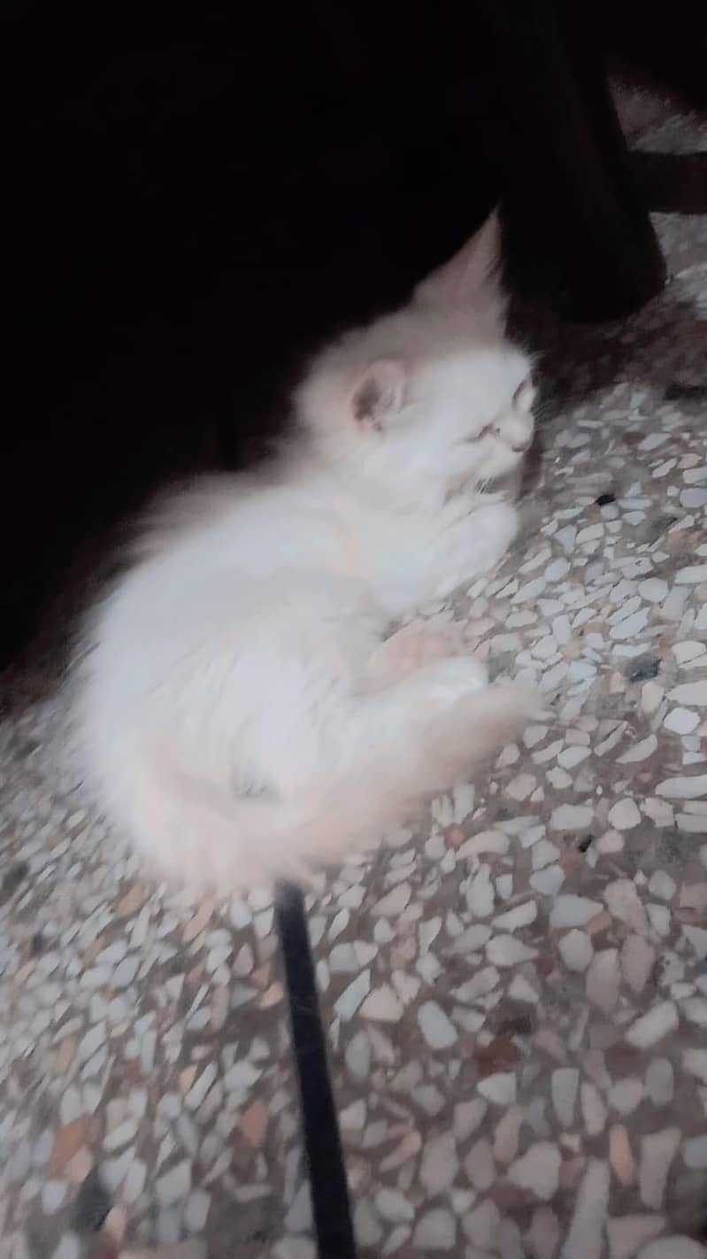 cats three 4
