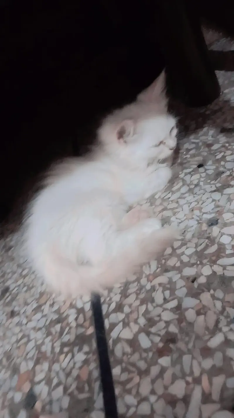 cats three — photo 5