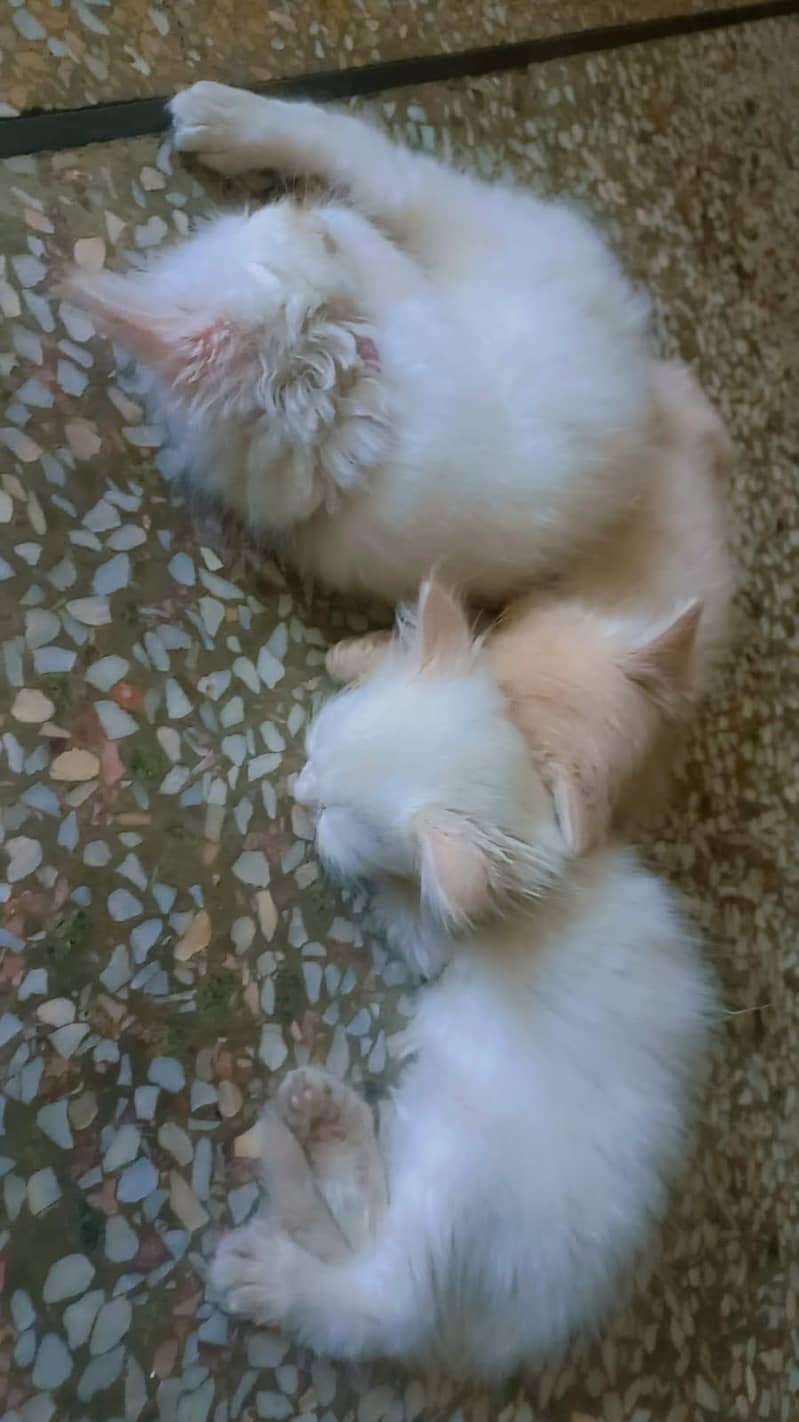 cats three 5