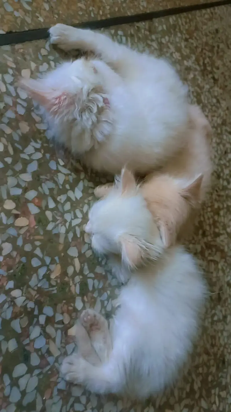 cats three — photo 6