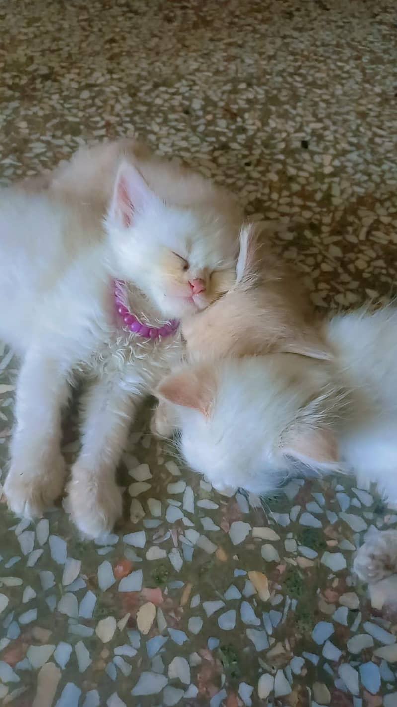 cats three 6