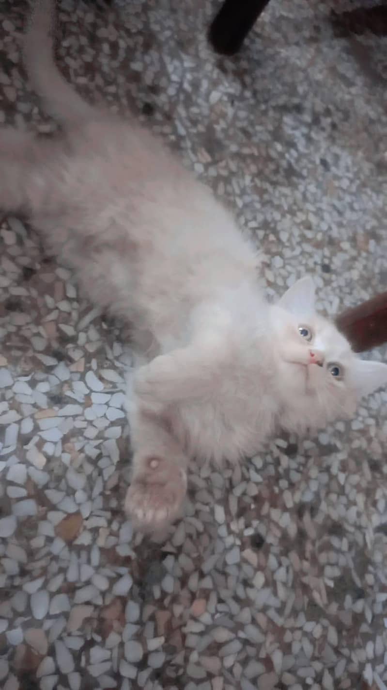 cats three 8