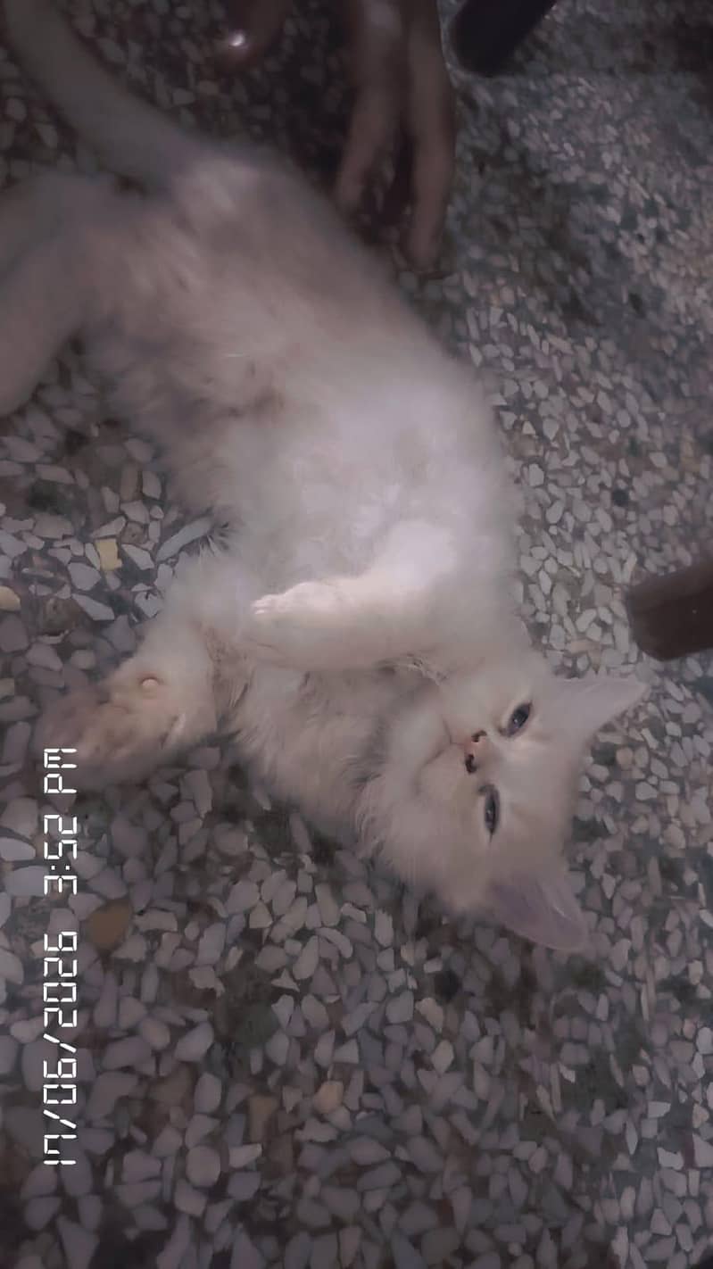 cats three 9