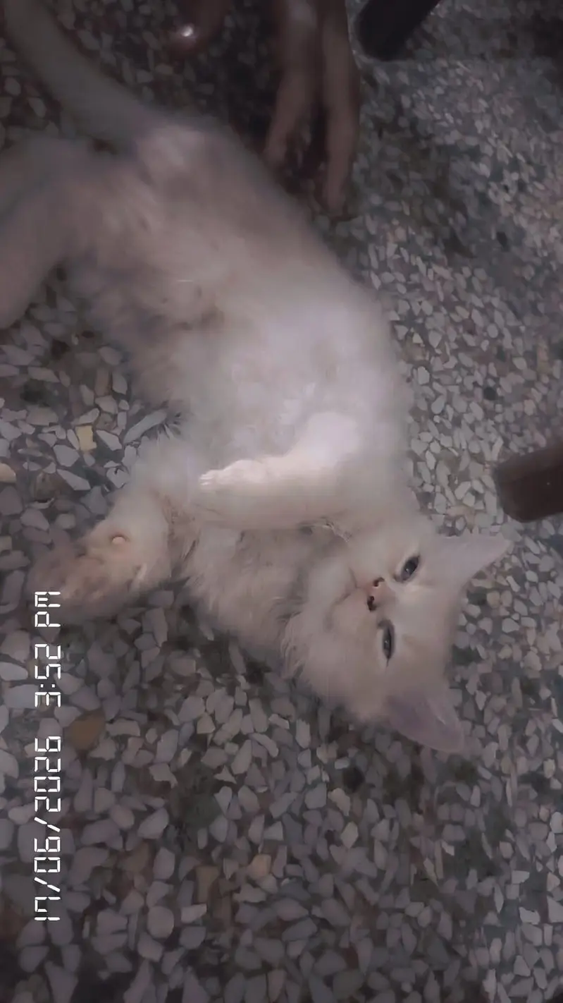 cats three — photo 10