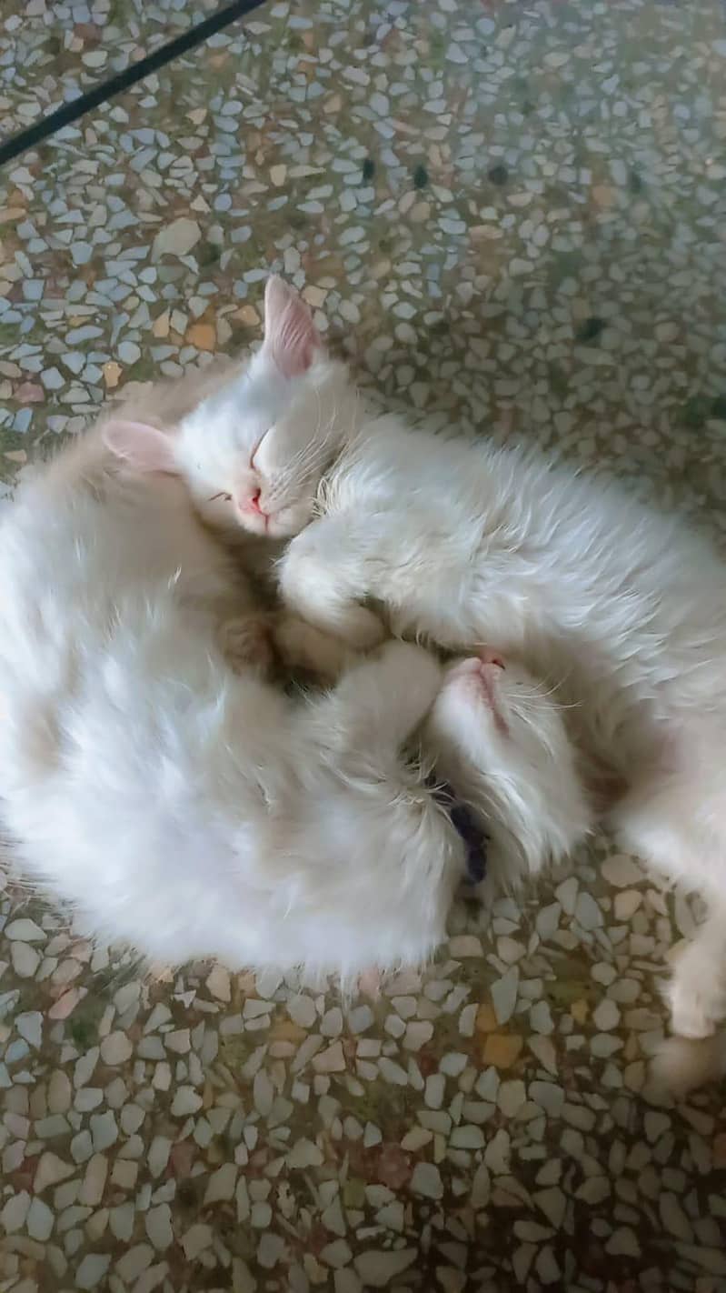 cats three 10