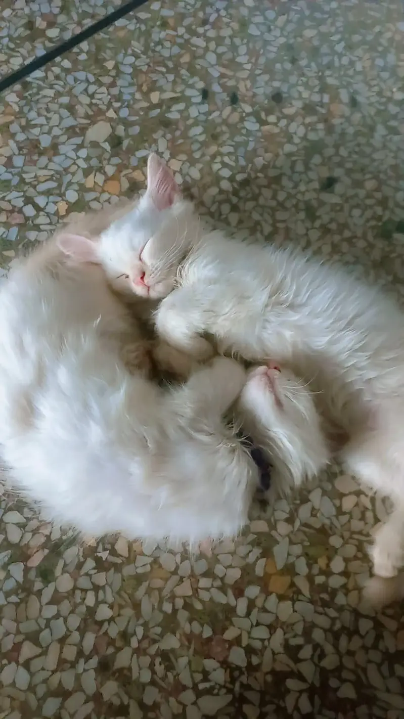 cats three — photo 11