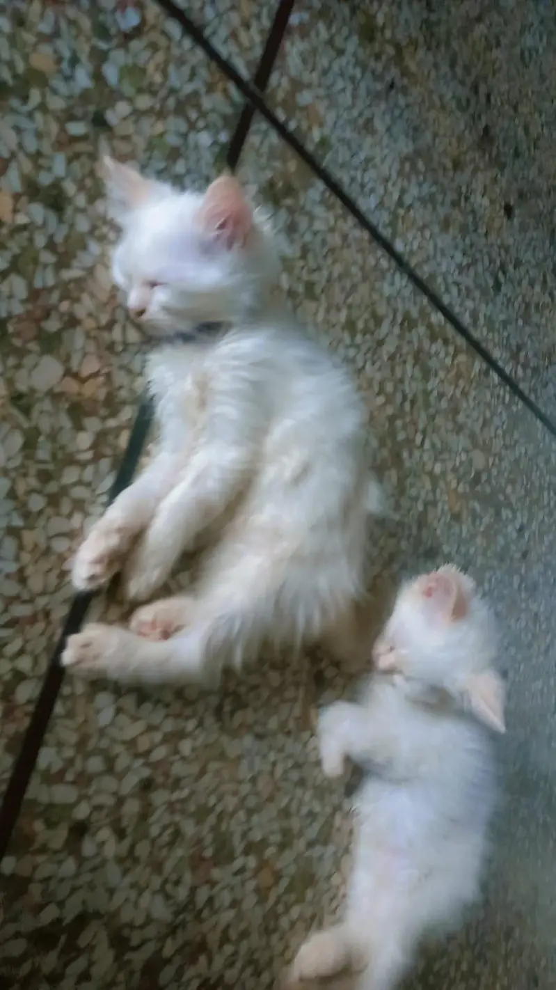 cats three — photo 12