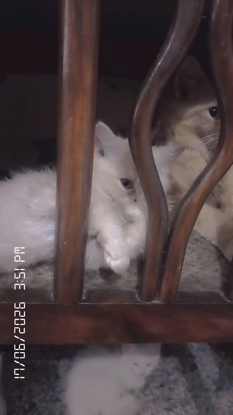 cats three 13