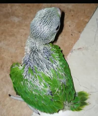 Ringneck chicks are available