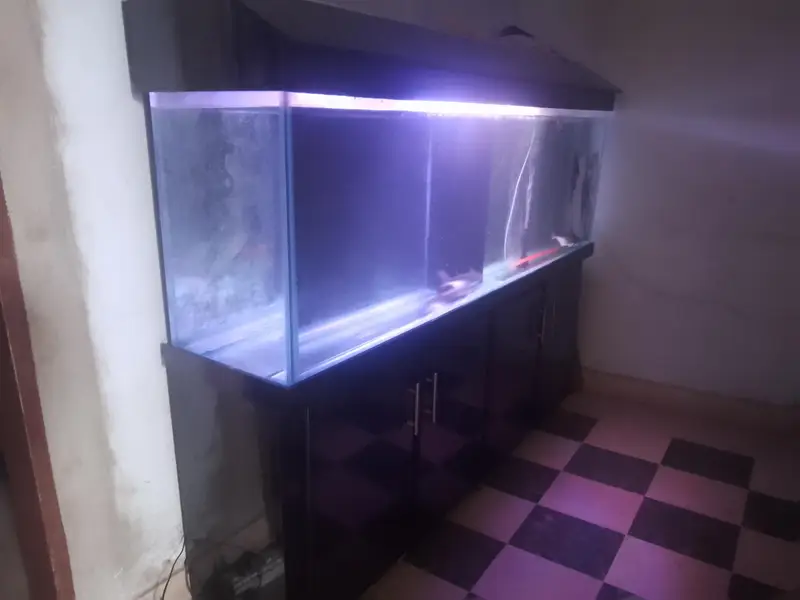 6 feet aquarium with sump system Complete setup