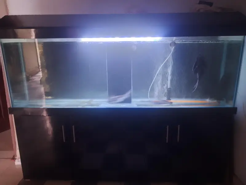 6 feet aquarium with sump system Complete setup — photo 2