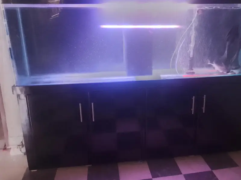 6 feet aquarium with sump system Complete setup — photo 3