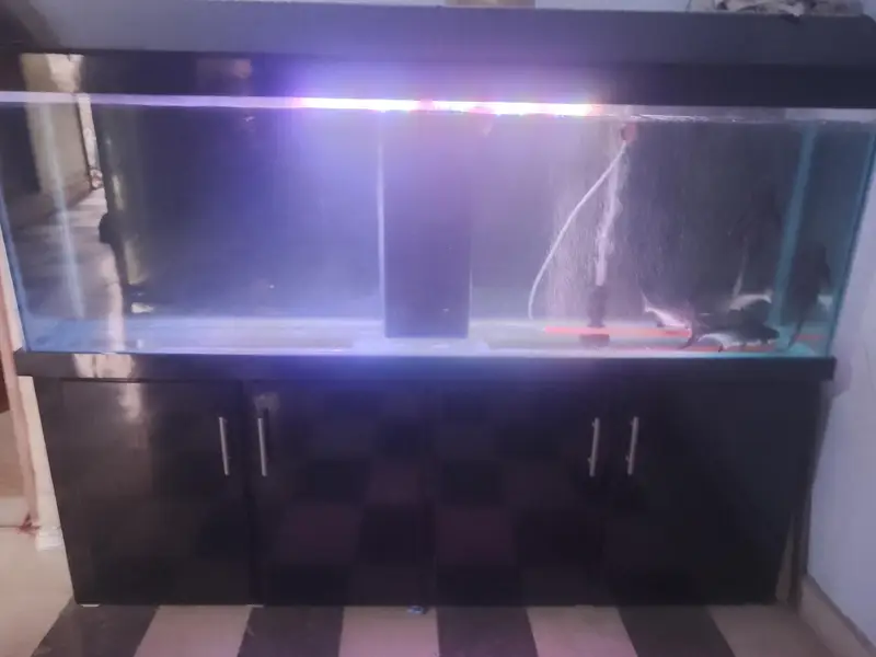6 feet aquarium with sump system Complete setup — photo 4