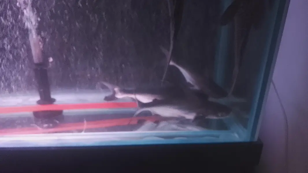6 feet aquarium with sump system Complete setup — photo 5