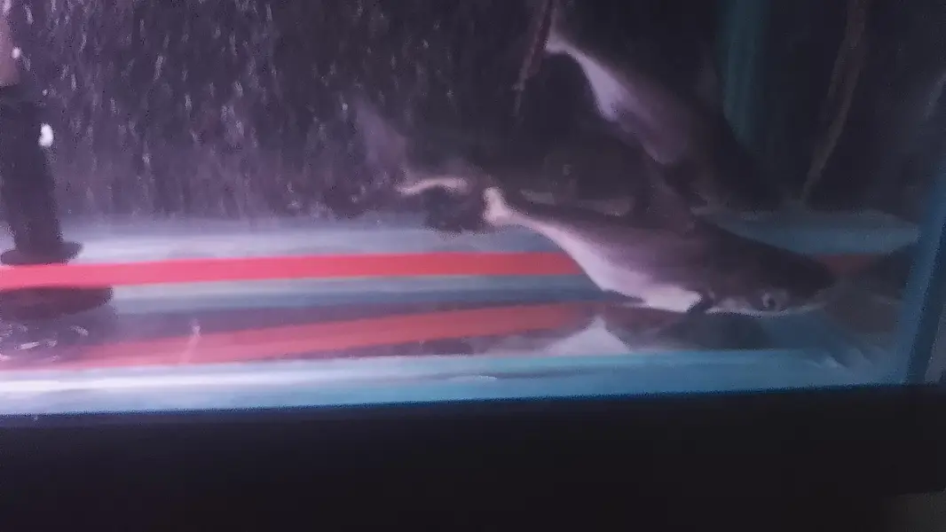 6 feet aquarium with sump system Complete setup — photo 6