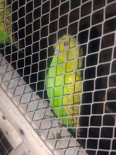 Australian paroot pair brider pair
