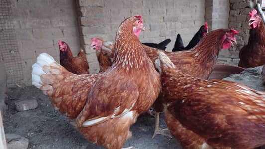 Germany lohman breed hens