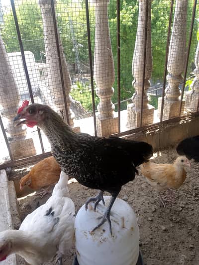 Desi chick