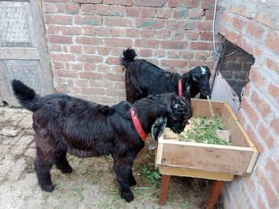 two male goats