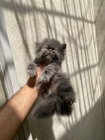 Persian Cat | Kitten | Peke Piki Peki face | CFA Bloodline