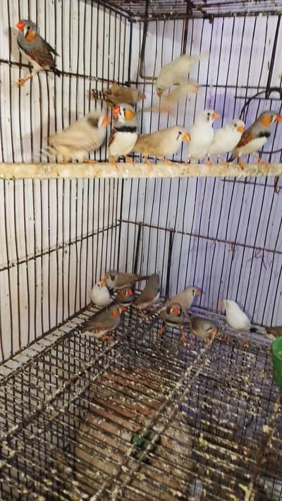 Finches & Java
