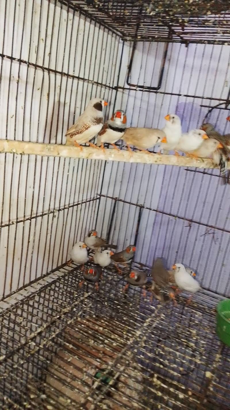 Finches & Java 1