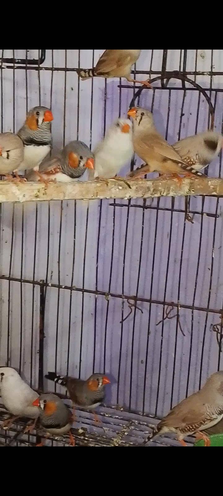 Finches & Java 2