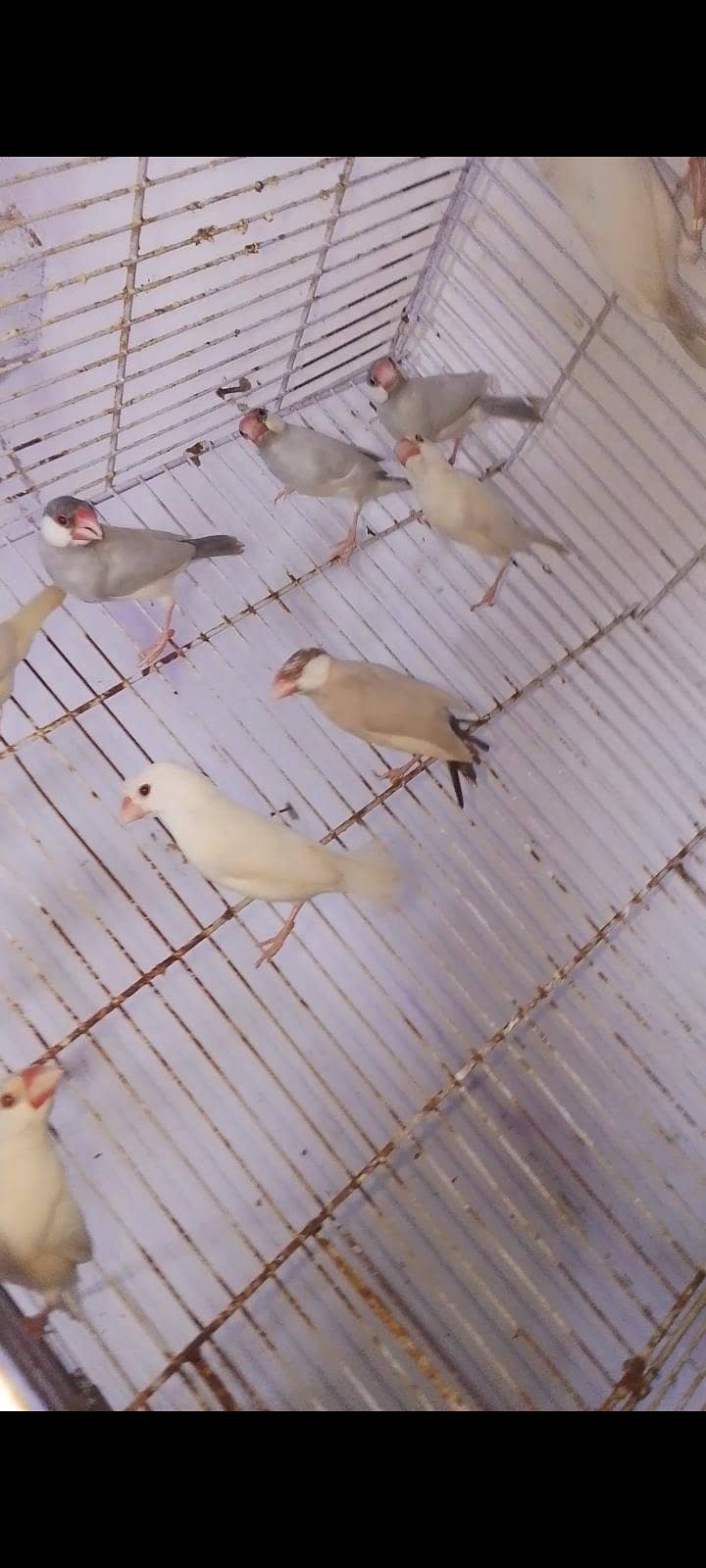 Finches & Java 3