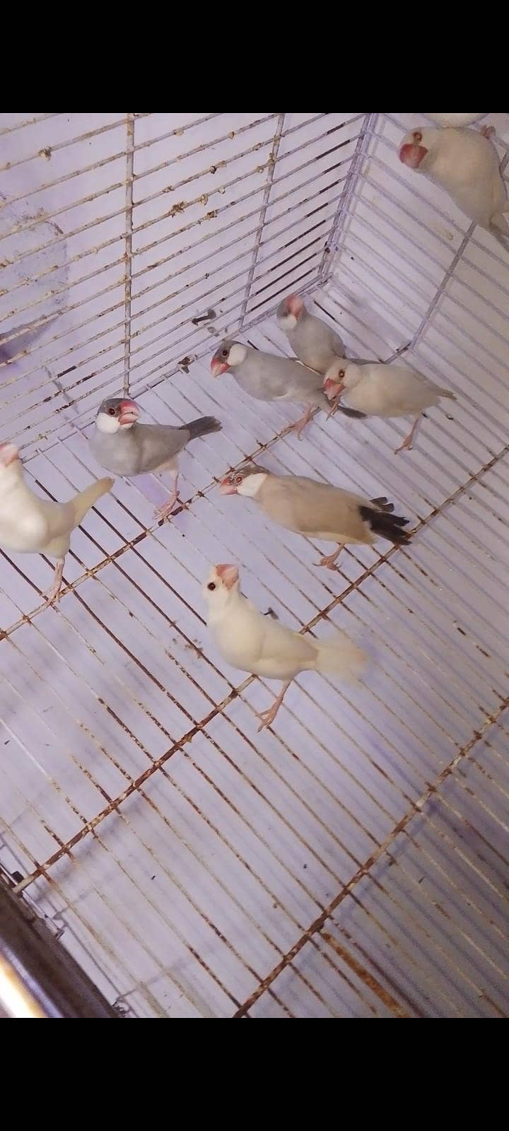 Finches & Java 4