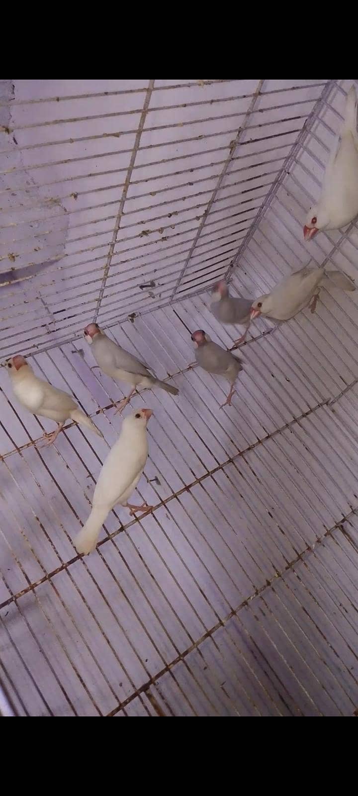 Finches & Java 5