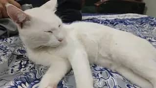 Persian baby