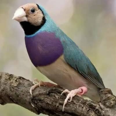 Split blue gouldian finch
