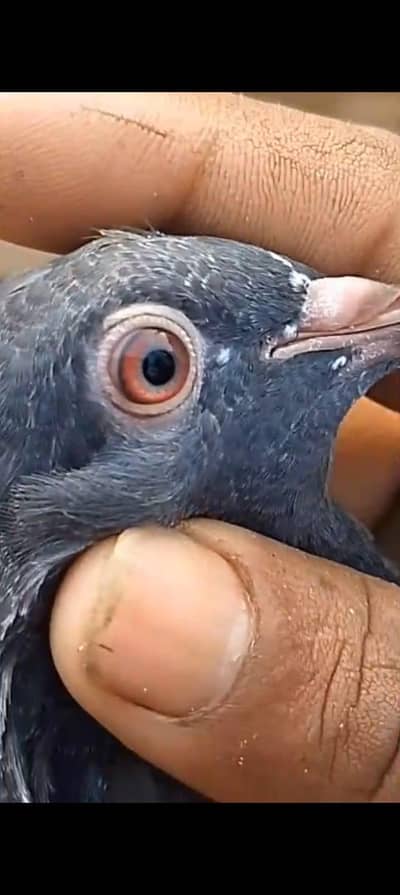 Red eyes dab wale chiks