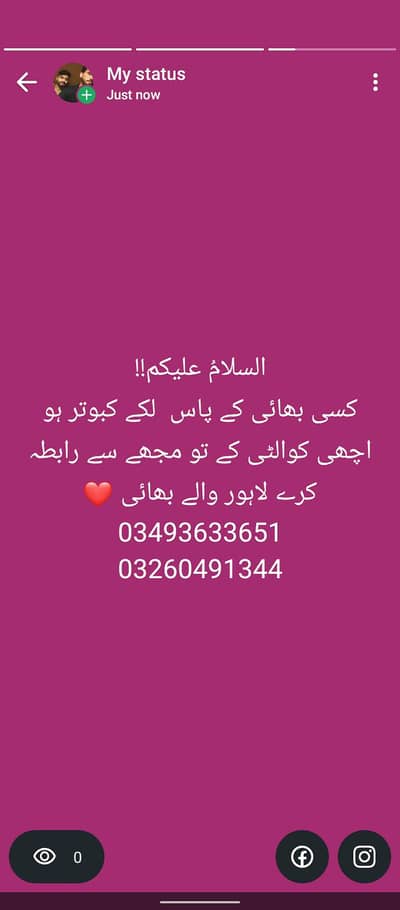 السلام علیکم کسی بھائی کے پاس لکے کبوتر ہو اچھی کوالٹی کے تو